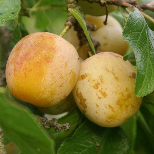 Śliwa RENKLODA ULENA POPULARNA Sadzonka z gołym korzeniem DUŻE JĘDRNE na Arena.pl