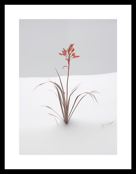 Plakat 20,5x28,4cm Subtelność Natury zdjęcie 3