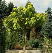 KATALPA SURMIA CATALPA ZWYCZAJNA 180 CM