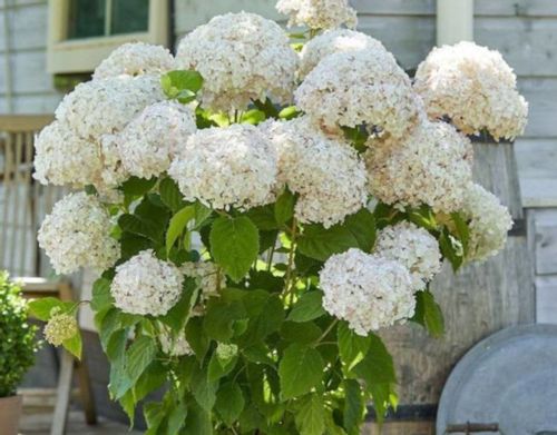 HORTENSJA CANDYBELLE MARSHMALLOW - sadzonki w don. na Arena.pl