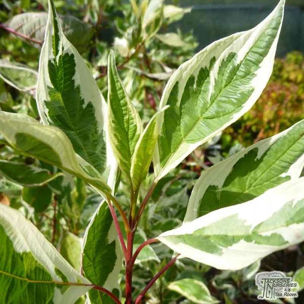 P9 DEREŃ BIAŁY CORNUS ALBA ELEGANTISSIMA zdjęcie 1
