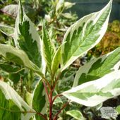 P9 DEREŃ BIAŁY CORNUS ALBA ELEGANTISSIMA