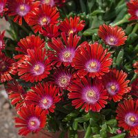 Delosperma Sundella Red - Delosperma hybrida