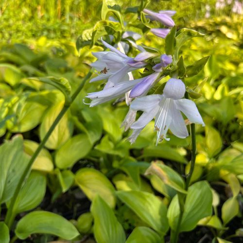 Funkia 'Stained Glass' (Hosta) Jasne liście Doniczka 2.5L na Arena.pl
