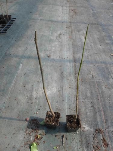 Jakaranda mimozolistna 40-60cm P9 na Arena.pl