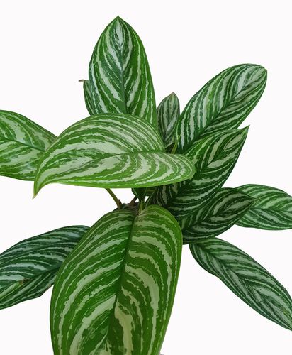 AGLAONEMA STRIPES 60 cm na Arena.pl