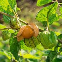Miechunka peruwiańska, Rodzynek Brazylijski (Physalis peruviana) poj. C2