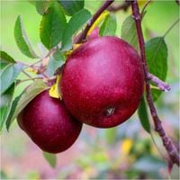 Jabłoń MALINÓWKA OBERLANDZKA stara odmiana MALINOWY SMAK Z DZIECIŃSTWA