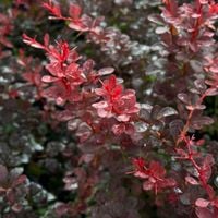 Berberys Thunberga 'Dart's Red Lady' (Berberis thunbergii) Poj. 2.0L