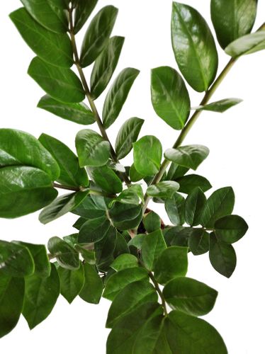 ZAMIOKULKAS (ZAMIOCULCAS) 55cm na Arena.pl