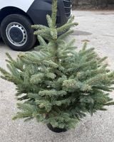 Świerk Srebrny Żywa Choinka Bożonarodzeniowa Premium w Doniczce 100-120cm