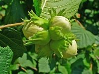 P9 LESZCZYNA POSPOLITA ORZECH LASKOWY 40 CM.