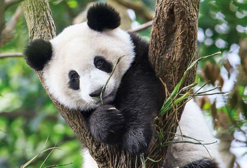 Clementoni WWF puzzle Cute Panda 104 elementy 27997 na Arena.pl