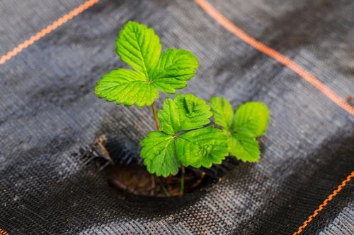 AGROTKANINA 90g 1,6x50m CZARNA AGROWŁÓKNINA UV 3% ANTYCHWASTOWA + na Arena.pl