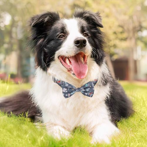 Smycz z Obrożą dla Psa Regulowana 1.5m na Arena.pl