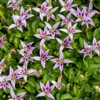 Hypsela nerkowata Zielony Dywan (Hypsela reniformis) Doniczka 1.0L