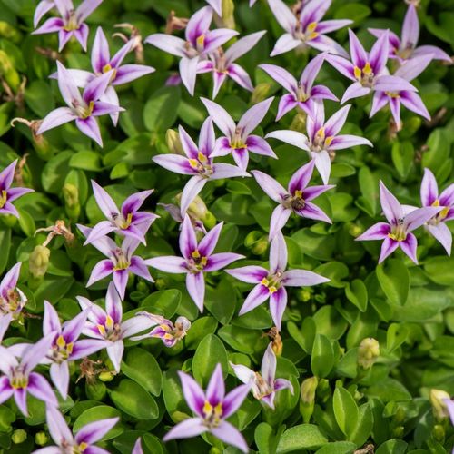 Hypsela nerkowata Zielony Dywan (Hypsela reniformis) Doniczka 1.0L na Arena.pl