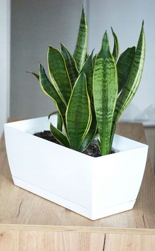 3x Doniczka COUBI + Podstawka Kwietnik Kaktusiarka na Arena.pl