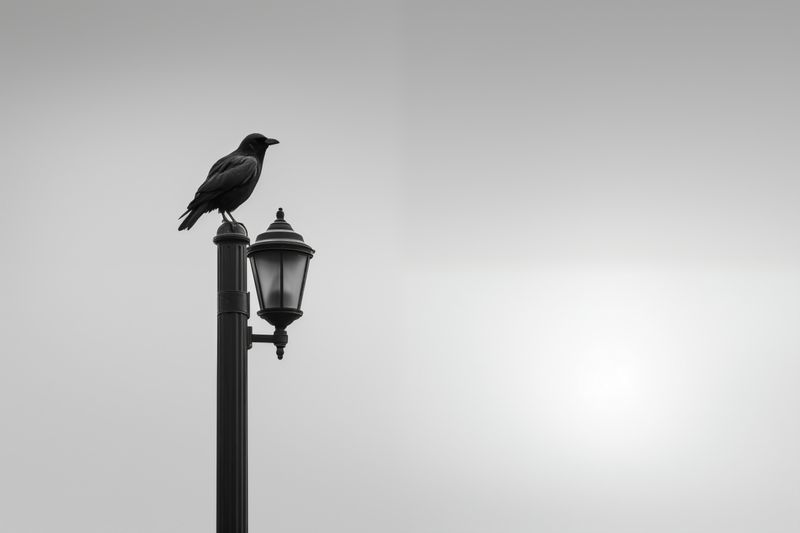 Plakat 60x40cm Samotny Postój Kruka zdjęcie 1