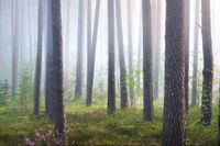 Fototapeta Las we Mgle DRZEWA Zieleń do Salonu 270x180