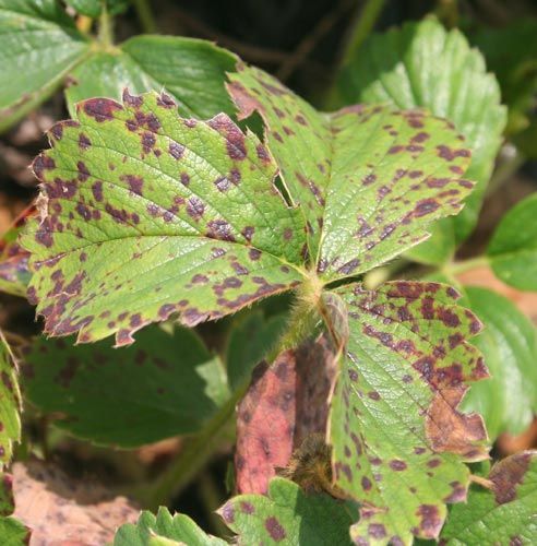 sum37 help plant bor 20ml na Arena.pl