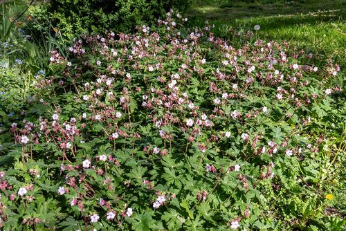 Bodziszek korzeniasty Geranimo White - Geranium macrorrhizum na Arena.pl