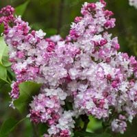 Bez, Lilak pospolity 'Krasawica Moskwy' (Syringa vulgaris) P13