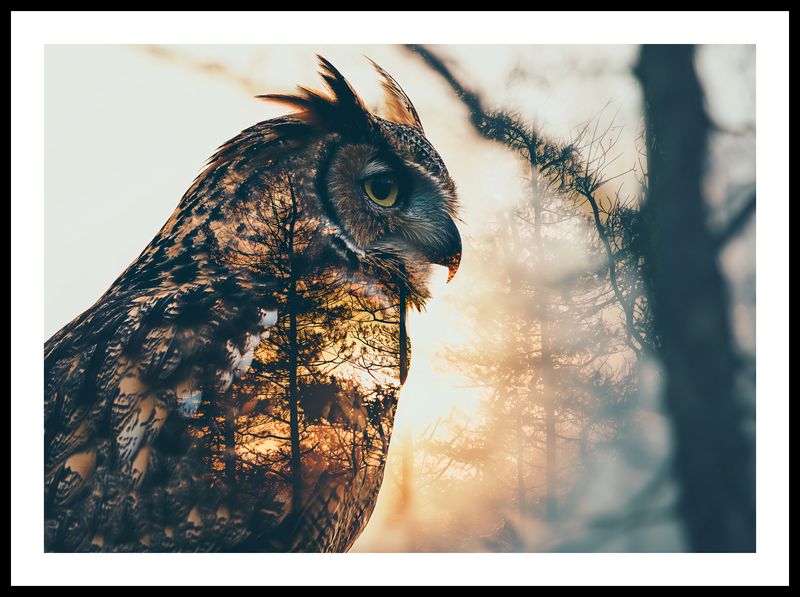 Plakat 70x50cm Sowi Duch zdjęcie 3