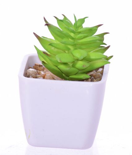 Kaktus sukulent w doniczce na Arena.pl