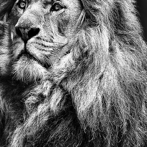 Deco Panel, Symbol Afryki 40x60 na Arena.pl