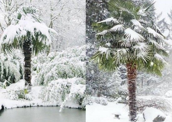 Palma mrozoodporna Trachycarpus Fortunei C3 zdjęcie 5