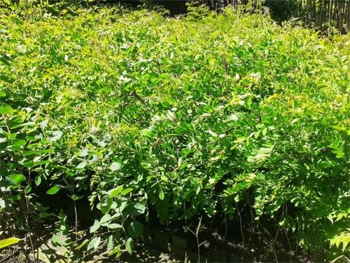 AMORFA krzewiasta Indygowiec Miododajny Do 80kg/ha Sadzonki w doniczkach 1L na Arena.pl