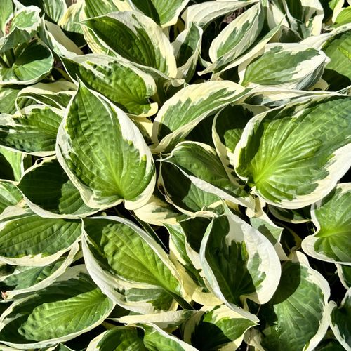 Funkia Hosta 'Minuteman' W DONICZCE, BIAŁO ZIELONE LIŚCIE Dekoracyjna na Arena.pl