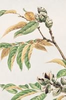 Plakat 40x60cm Shi, Morikaga Japoński Vintage do Salonu