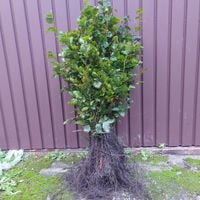 Buk pospolity sadzonki na żywopłot 60-100 cm 100 szt