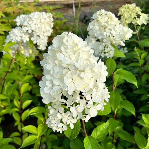 Hortensja bukietowa 'Grandiflora' (Hydrangea paniculata) Doniczka 2.0L na Arena.pl