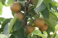 GRUSZA CHOJIURO azjatycka słodka - sadzonki 50 / 80 cm