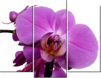 70 90CM OBRAZ 3 ELEM FIOLETOWY STORCZYK ŚCIENNY DRUK PŁÓTNO