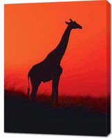 Obraz 70x90cm Żyrafa w Czerni