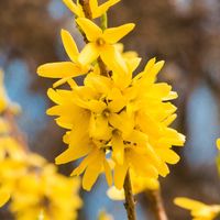 Forsycja 'Maluch' Niska Karłowa Odmiana (Forsythia x intermedia) 2.0L
