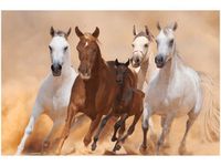 OBRAZ KONIE BIEGNĄCE GALOPEM