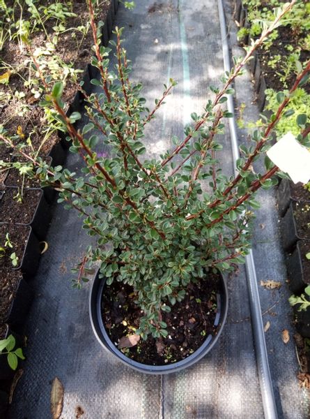 Irga himalajska-Cotoneaster glacialis zdjęcie 5