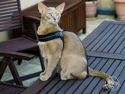 SZELKI dużego kota 43-53cm powyżej 6kg TRE PONTI czarne MIĘKKIE oddychające na Arena.pl