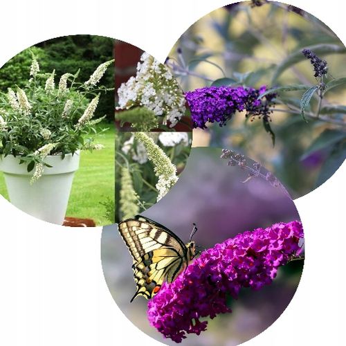 BUDLEJA TRÓJKOLOROWA ZESTAW 3 SADZONEK - MIODODAJNY MOTYLI KRZEW na Arena.pl