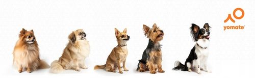 MAŁY PIES do 12 KG - LEKKA WYGODNA SMYCZ AUTOMATYCZNA dla PSA ZWIJANA TAŚMA na Arena.pl