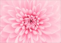 FOTOTAPETA kwiaty róże lilie magnolie 300x210