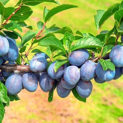 SADZONKI DRZEWKA OWOCOWE ŚLIWA WĘGIERKA DĄBROWICKA STARA POLSKA na Arena.pl