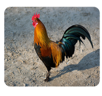 Podkładka pod myszkę Kury