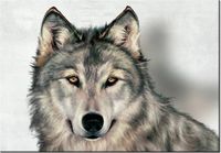 100 70CM OBRAZ PŁÓTNO SZARY WILK PŁÓTNO RAMA