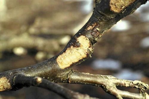 REPENTOL 6PA 2KG do malowania drzewek na obgryzanie sarny zające na Arena.pl